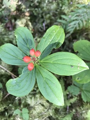 Cornus unalaschkensis