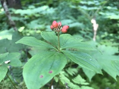 Cornus unalaschkensis