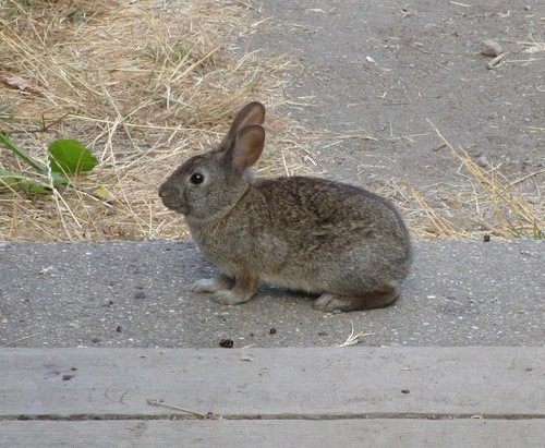 Brush Rabbit