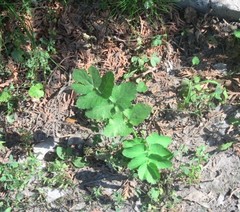 Pastinaca sativa sativa