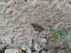 Lepidoptera