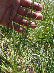 Carex scabriuscula