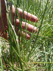 Carex scabriuscula