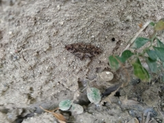 Lepidoptera