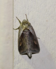 Bellura densa