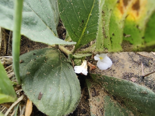 Image of Crabbea acaulis by no rights reserved