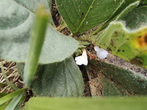 Image of Flat Pricklehead (Crabbea acaulis) by no rights reserved