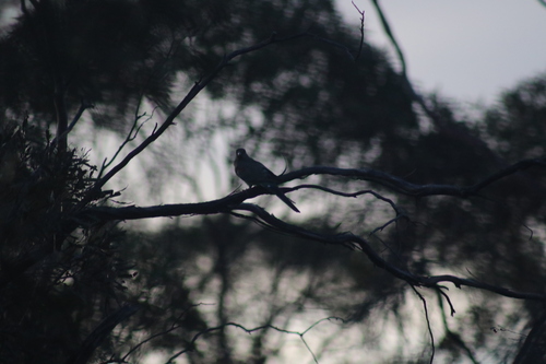 Mulga Parrot (Psephotellus varius), photo 5