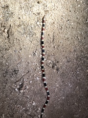 Micruroides euryxanthus