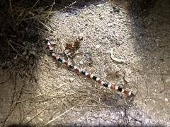 Micruroides euryxanthus