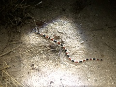 Micruroides euryxanthus