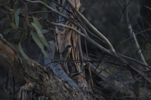 Mallee Emu-wren (Stipiturus mallee)