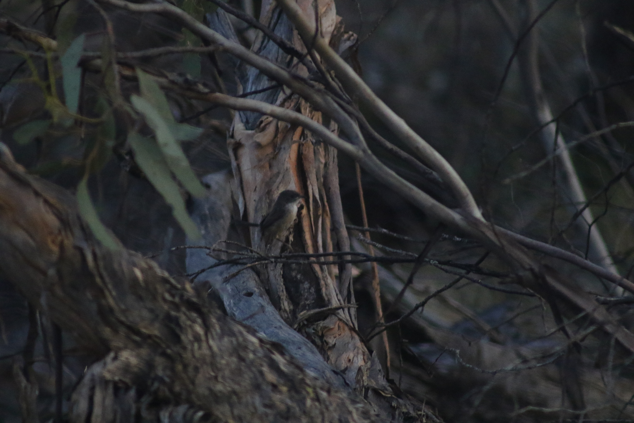 Mallee Emu-wren (Stipiturus mallee), photo 1
