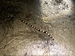 Micruroides euryxanthus