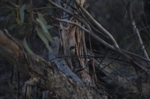 Mallee Emu-wren (Stipiturus mallee), photo 5