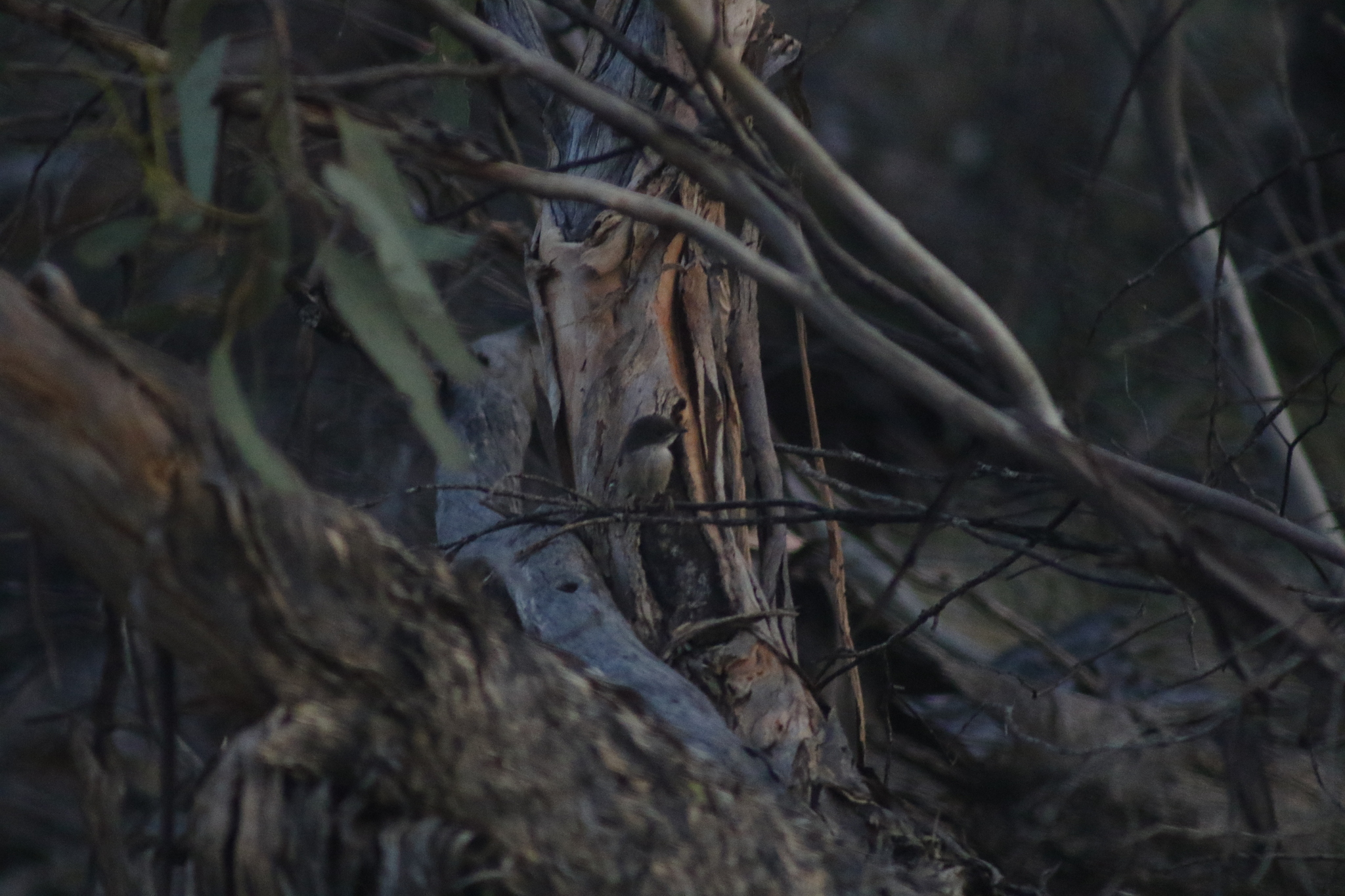 Mallee Emu-wren (Stipiturus mallee), photo 5