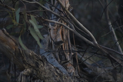 Mallee Emu-wren (Stipiturus mallee), photo 2