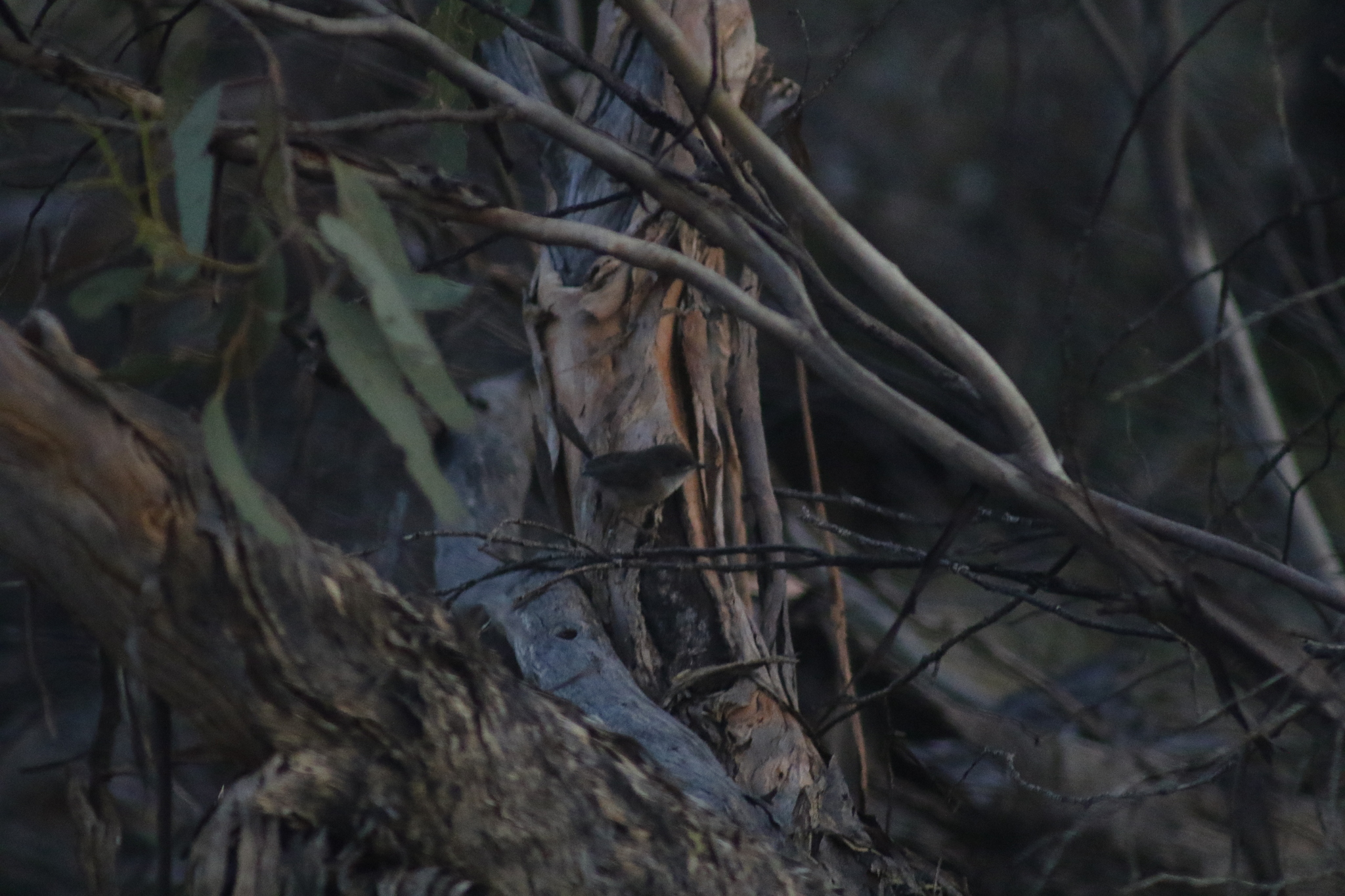Mallee Emu-wren (Stipiturus mallee), photo 2