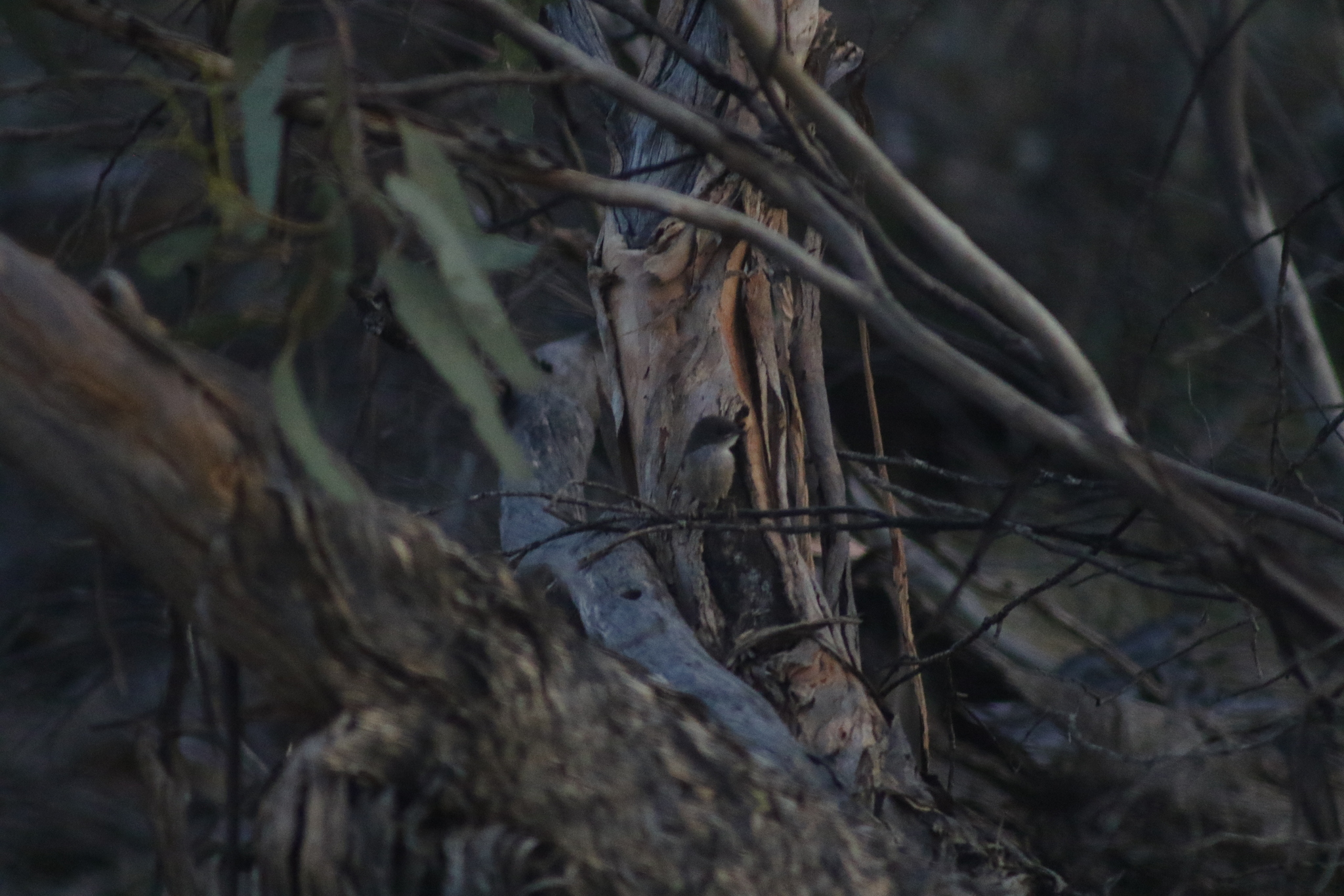 Mallee Emu-wren (Stipiturus mallee), photo 6