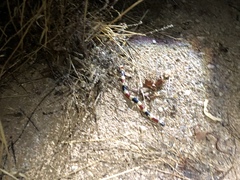 Micruroides euryxanthus