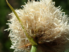 Calliscirpus criniger