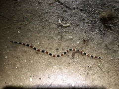 Micruroides euryxanthus