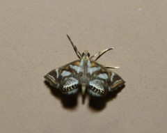 Chrysendeton medicinalis