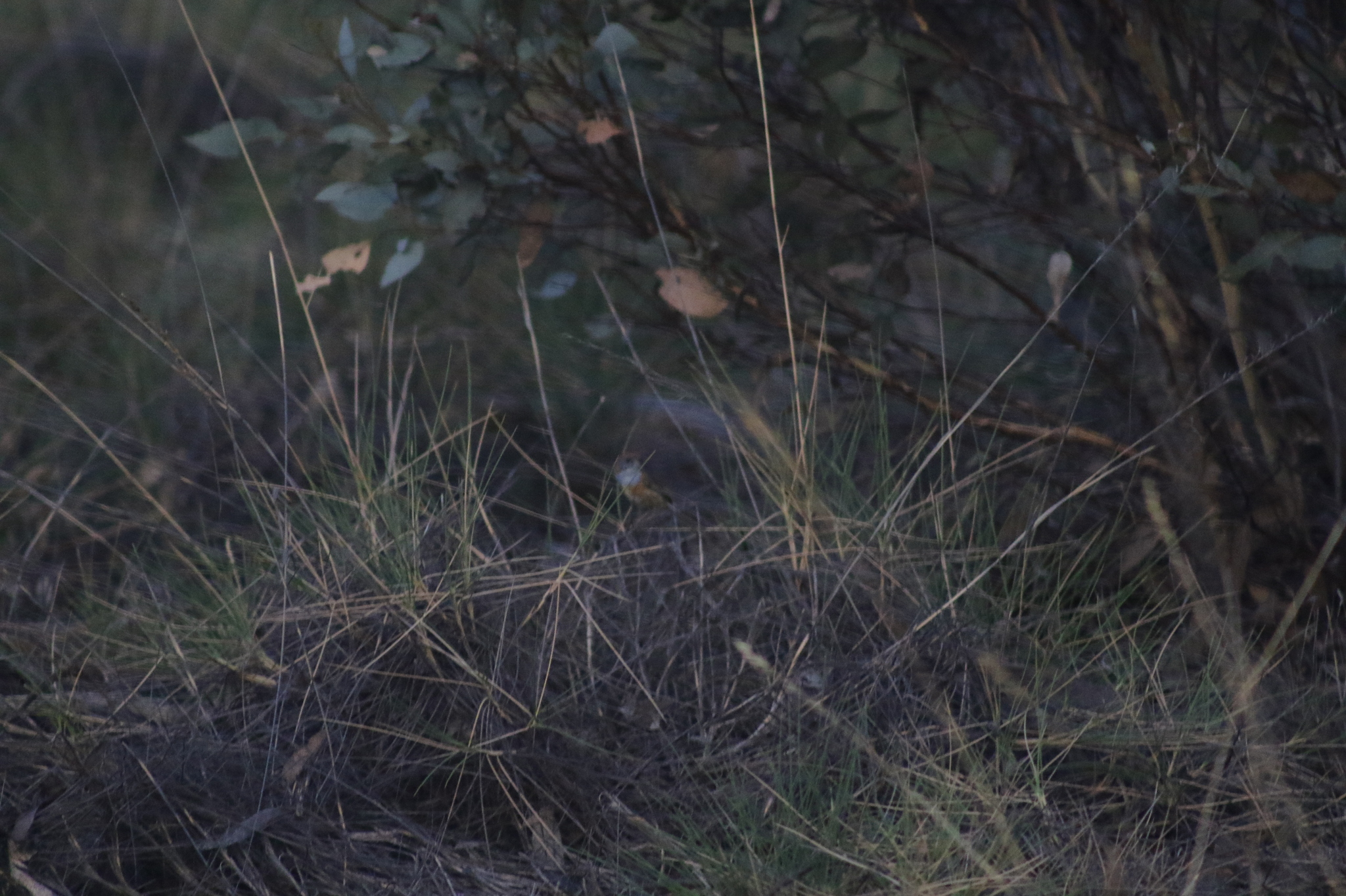 Mallee Emu-wren (Stipiturus mallee), photo 7