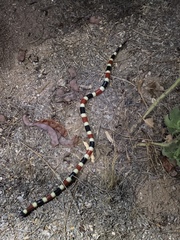 Micruroides euryxanthus