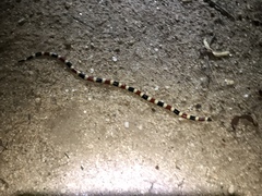 Micruroides euryxanthus