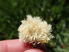 Calliscirpus criniger