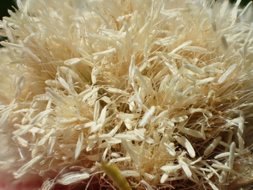 Image of Calliscirpus criniger by no rights reserved