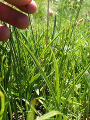 Calliscirpus criniger