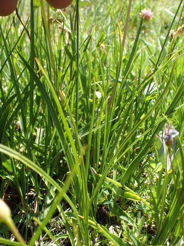 Image of Calliscirpus criniger by no rights reserved
