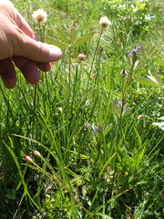 Calliscirpus criniger