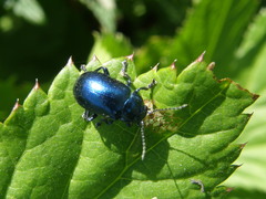 Oreina cacaliae