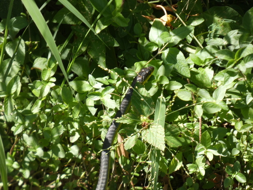 Common Tree Snake sighting