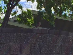 Toxostoma curvirostre