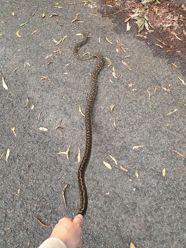 Coastal Carpet Python sighting