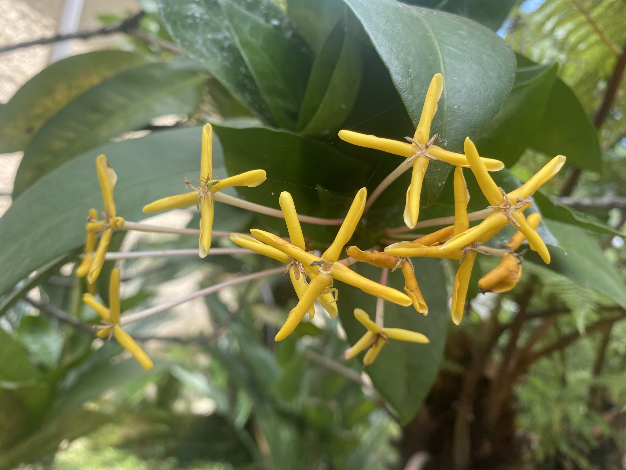 Ixora hookeri (Oudem.) Bremek.