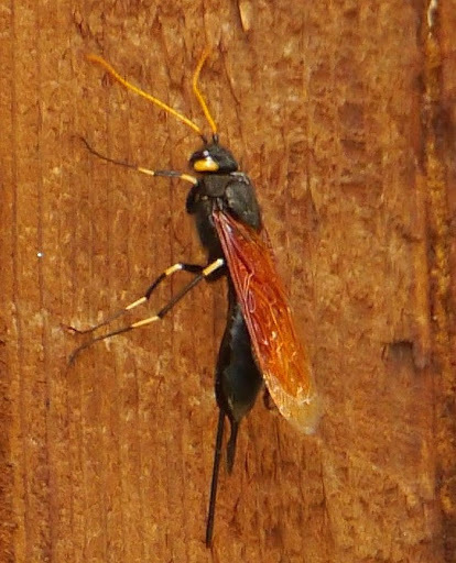 California Horntail