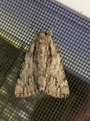 Catocala coccinata