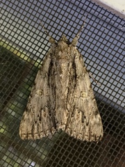 Catocala coccinata