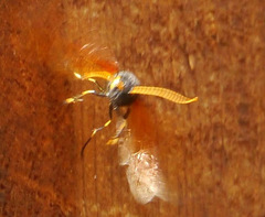 Urocerus californicus