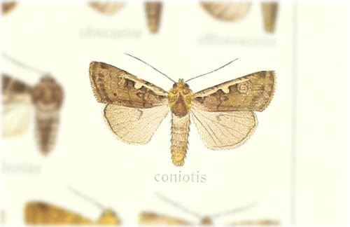 Peridroma coniotis