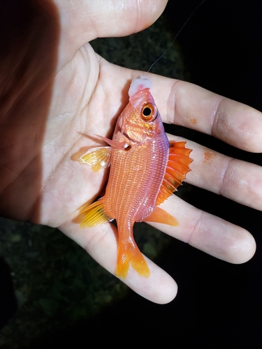 Photo of Sabre squirrelfish (Sargocentron spiniferum)