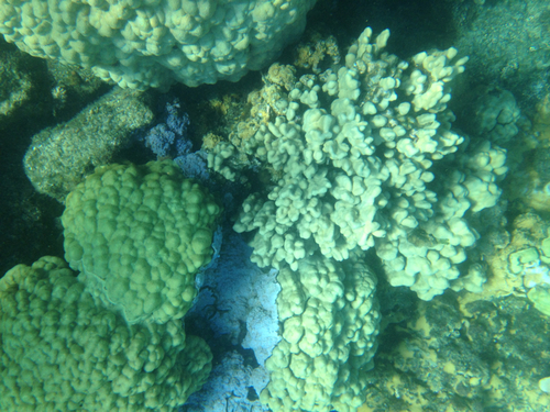 Porites compressa