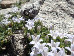 Campanula shetleri