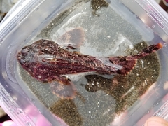 Hemilepidotus hemilepidotus