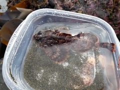 Hemilepidotus hemilepidotus